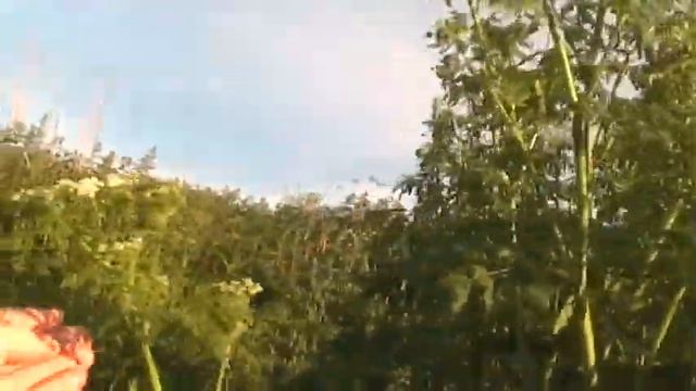Заготовка болиголова 27.06.18.