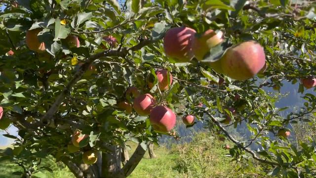 Beautiful Apple Orchards at Manali, Himachal Pradesh | Apple Garden | Apple Farms смотреть онлайн