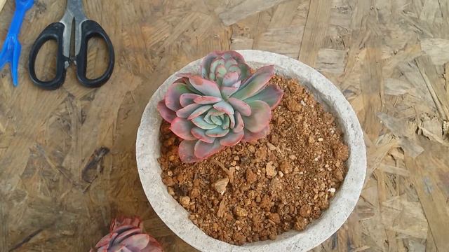 || ECHEVERIA LEMON LIME VARIEGATED || CARE TIPS || смотреть онлайн