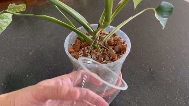 Monstera Aurea Airlayering with Sphagnum Moss смотреть онлайн