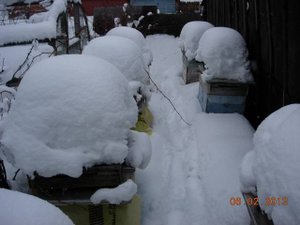 зимовка пчел под пленкой - декабрь на пасеке