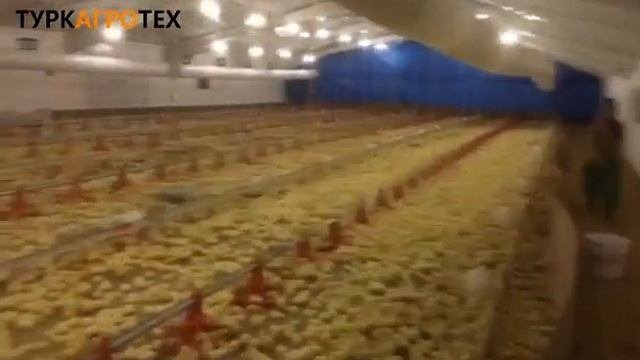 Оборудование для содержания бройлеров. Цыплята первые дни