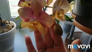 Орхидея ПИНИФ//Летнее цветение ???????18.06.23