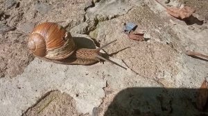 Брюхоногие моллюски