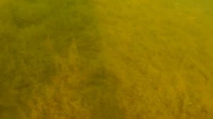 Рыбы на оз. Акакуль