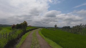 Рисовые террасы на Бали. Jatiluwih Rice Terraces.