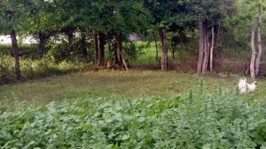 Семья уток Хаки-Кемпбелл приехала к нам на ПМЖ.