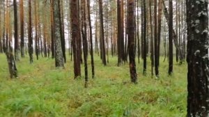 Тихая охота.