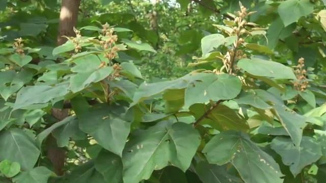 Plant portrait - Princess tree (Paulownia tomentosa) смотреть онлайн