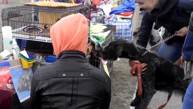 21.09.2014 выставка собак Кировоград смотреть онлайн