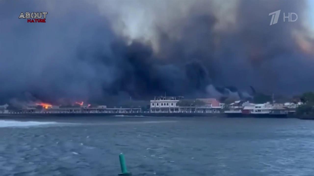 Природные пожары полностью уничтожили популярный гавайский курорт Лахайна