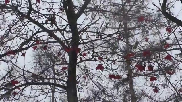 Дрозды рябинники лакомятся плодами рябины.Зима в Сибири.