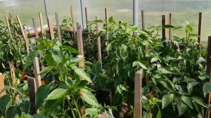 Перец сладкий БОЛЬШОЙ РЕУС 19,08,2023 (зарисовки в записную книжку)