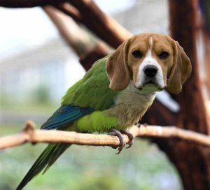 Попугай-собака
