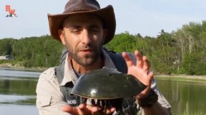 МЕЧЕХВОСТ САМОЕ ДРЕВНЕЕ ЖИВОТНОЕ НА ЗЕМЛЕ Brave Wilderness на русском