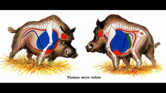 КУДА СТРЕЛЯТЬ В КАБАНА? САМЫЕ УБОЙНЫЕ МЕСТА