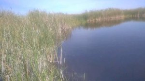 Речка Кулунда