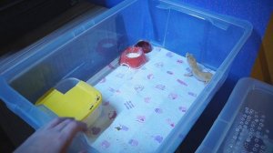 Как правильно обустроить контейнер для эублефара???