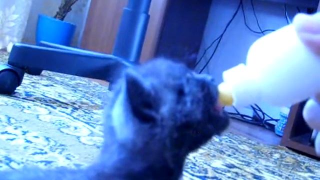 Как выкормить котенка! смотреть онлайн