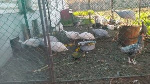 Это Все что нужно знать об Этой Дикой птице. Содержании Цесарки