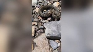 Река даубиха хариус трудовая рыбалка