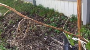 ДАЧНЫЙ ВЛОГ. БОРЮСЬ С ЗЕМЛЕРОЙКОЙ/ЧТО ДЕЛАТЬ С МАЛИНОЙ ВЕСНОЙ/СОСЕДСКАЯ БЕРЁЗА/ЛУЗГА