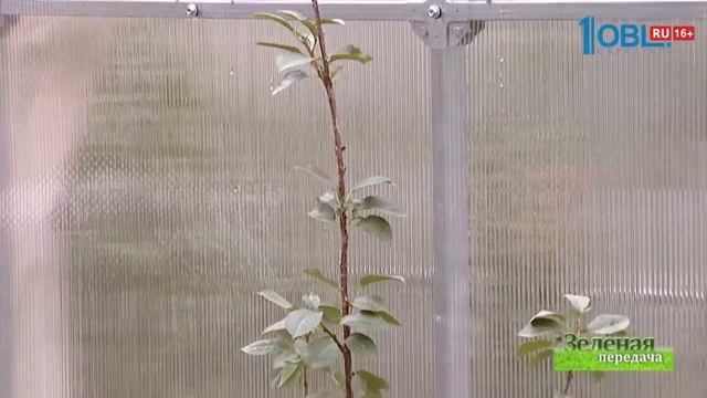 Посадка деревьев осенью // Мастер класс по посадке вишни // Как правильно сажать вишню смотреть онлайн