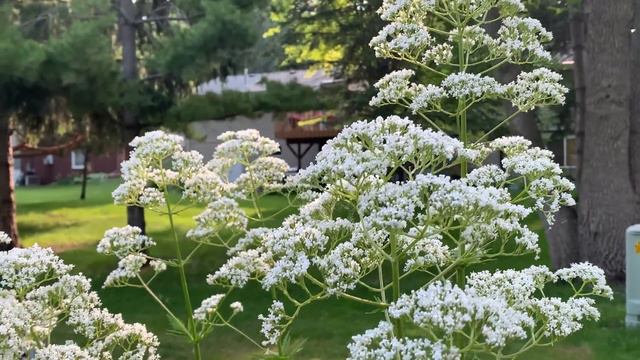 June Backyard Cottage Garden Tour смотреть онлайн