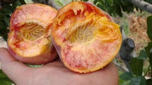 Персик Харнас. Peach Harnas. Морозостійкий сорт зі стабільною врожайністю. Огляд від Максі Сад