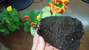 Кальцеолярия(башмачки) зацвели некоторые экземпляры на 22 ноября 2020 г.