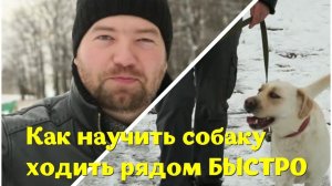 Как научить собаку ходить рядом быстро. Дневник кинолога. Алексей Саламатин