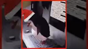 Весь celica-club в одном видео)