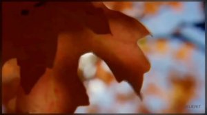 Песня одинокий человек