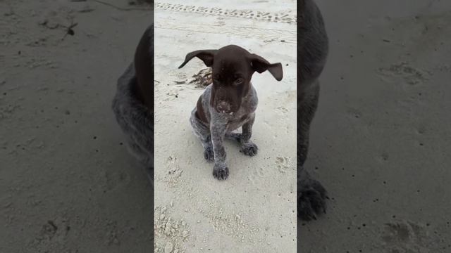 😍 GERMAN SHORTHAIR POINTER PUPPY