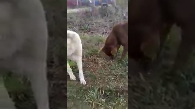 Доброе сердце. Видео от Алены