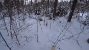 Снегоход Тайга Варяг 550 V по пухляку 2022