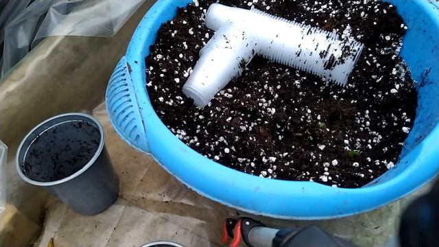 Оттона капская, кампанула, розовая пантера, смотреть онлайн