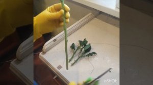 ХРИЗАНТЕМА укореняю  из букета. 100 % результат