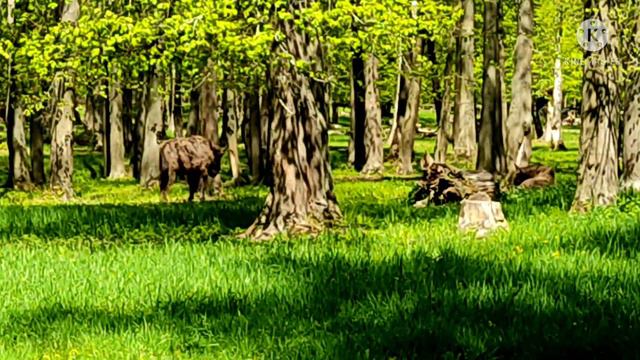 Приокско-террасный заповедник смотреть онлайн