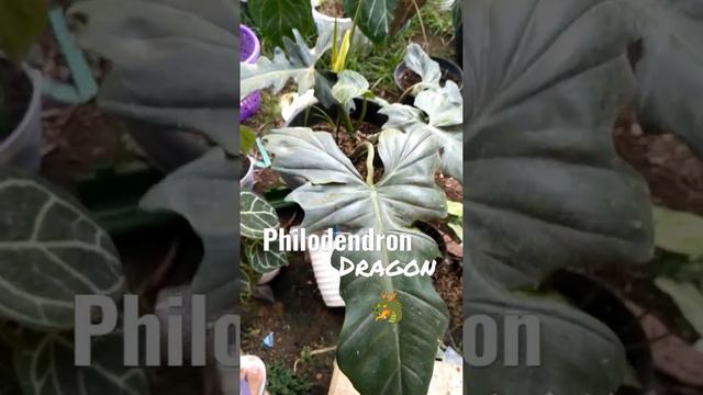 Philodendron Dragon 🐲