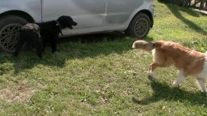 О"Ши отжала игрушку у Тошки
O"Shi squeezed the toy from Tosh
