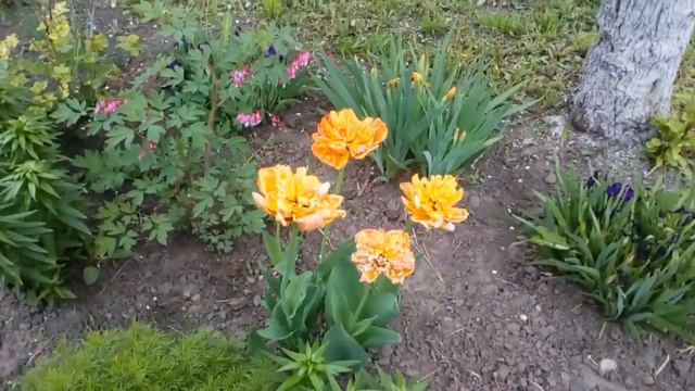 Мы в гостях.! 6 мая2019.😂😄😅🐈 смотреть онлайн