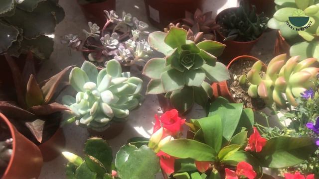 HER TÜRDEN ALDIĞIM RENGARENK ÇİÇEKLER / Özel Tür Orkideler / Alırken Nelere Dikkat Ediyorsunuz? / смотреть онлайн