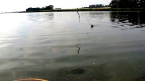 Прикормка для леща в домашних условиях