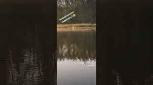 В какой момент подсекать рыбу🤔🤔🤔