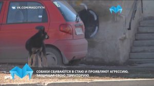 Почему собаки нападают на людей?