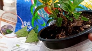 Черенкую гортензию пильчатую.