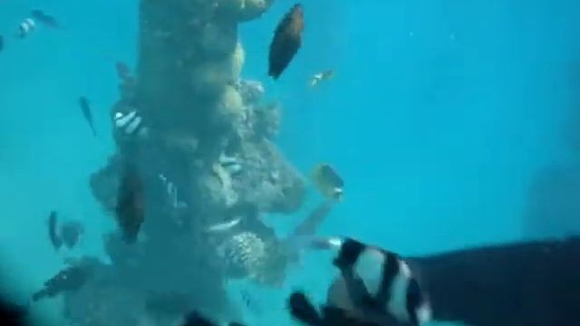 Очень много рыб Красное море Сафага смотреть онлайн