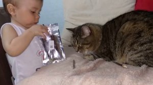 Кошкин дом. Кот и малыш. Коты играют с игрушками. Милые коты спят.