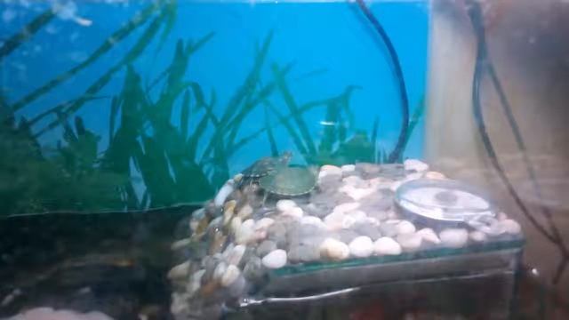 Первые дни жизни моей черепахи. #Leonidych смотреть онлайн